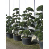 Topiaire (Plante taillée) - ILEX crenata KINME (Houx crénelé ou houx japonais) En pot forme bonsaï