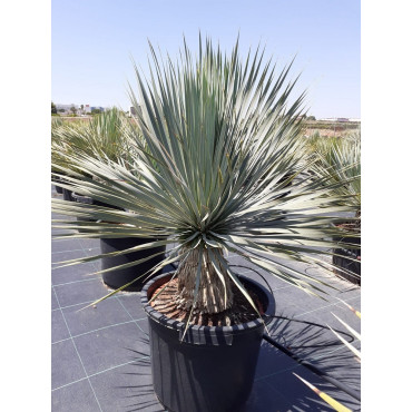 YUCCA Rostrata (Yucca rostré, yucca bleu) En pot