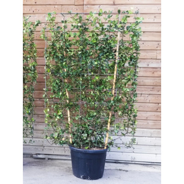 Topiaire (Plante taillée) - TRACHELOSPERMUM jasminoides (Jasmin étoilé) En pot forme espalier