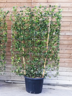 TRACHELOSPERMUM jasminoides En pot forme espalier