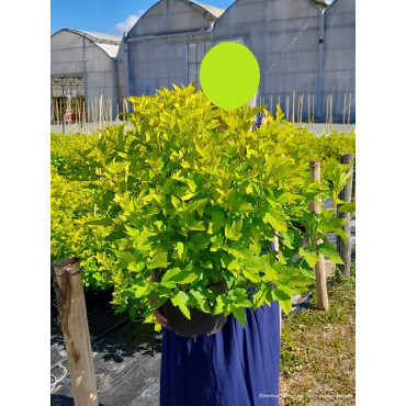 PHYSOCARPUS opulifolius ANGEL GOLD® (Physocarpus à feuilles d'Obier) En pot de 10-12 litres forme buisson