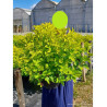 PHYSOCARPUS opulifolius ANGEL GOLD® (Physocarpus à feuilles d'Obier) En pot de 10-12 litres forme buisson