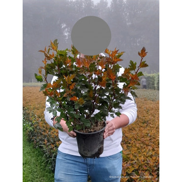 PHYSOCARPUS opulifolius DIABLE D'OR® (Physocarpus à feuilles d'Obier) En pot de 4-5 litres forme buisson