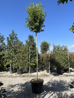LIGUSTRUM japonicum En pot de 35-50 litres forme tige hauteur du tronc 180-200 cm