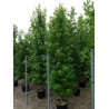 LIQUIDAMBAR styraciflua (Copalme d'Amérique) En pot de 35-50 litres forme tige ramifiée