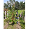 LIQUIDAMBAR styraciflua (Copalme d'Amérique) En pot de 15-20 litres forme baliveau