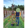 LIQUIDAMBAR styraciflua THEA (Copalme d'Amérique Thea) En pot de 15-20 litres forme forme baliveau