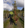 LIQUIDAMBAR styraciflua WORPLESDON (Copalme d'Amérique Worplesdon) En pot de 15-20 litres forme forme baliveau