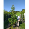 LIQUIDAMBAR styraciflua WORPLESDON (Copalme d'Amérique Worplesdon) En pot de 15-20 litres forme forme baliveau