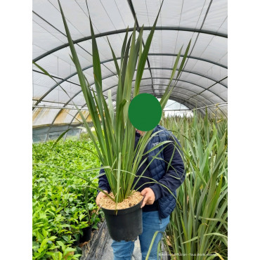PHORMIUM tenax (Lin de Nouvelle-Zélande) En pot de 10-12 litres forme buisson