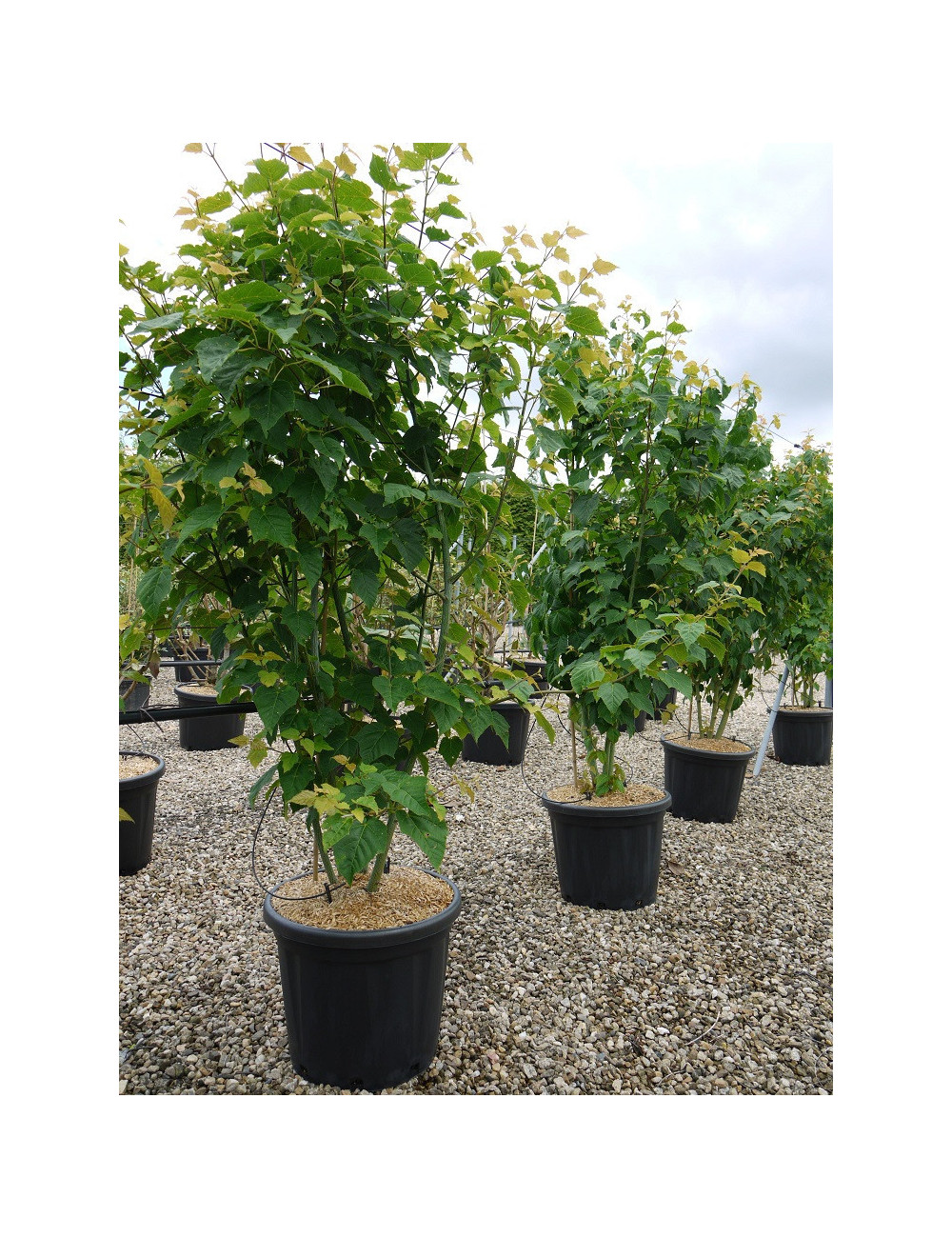 ACER davidii