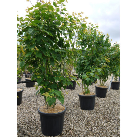 ACER davidii