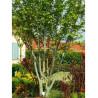 ACER davidii