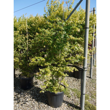 ACER palmatum (Érable du Japon) En pot de 25-30 litres forme buisson hauteur 175-200 cm