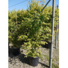 ACER palmatum (Érable du Japon) En pot de 25-30 litres forme buisson hauteur 175-200 cm