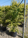 ACER palmatum En pot de 25-30 litres buisson hauteur 150-175 cm