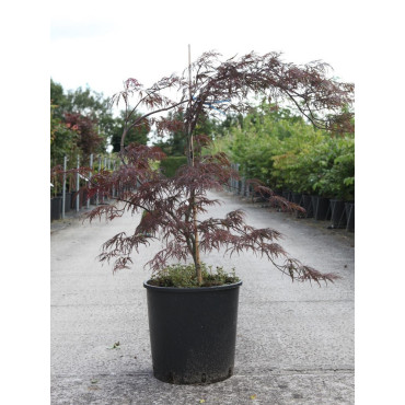 ACER palmatum DISSECTUM GARNET (Érable du Japon) En pot de 10-12 litres forme buisson