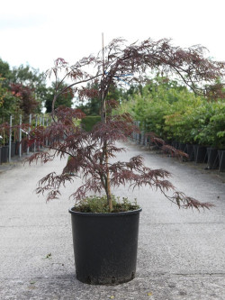 ACER palmatum DISSECTUM GARNET En pot de 10-12 litres buisson hauteur 050-060 cm