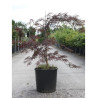 ACER palmatum DISSECTUM GARNET En pot de 10-12 litres buisson hauteur 050-060 cm