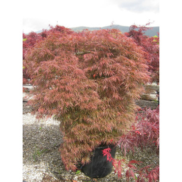 ACER palmatum DISSECTUM GARNET (Érable du Japon) En pot de 50-70 litres