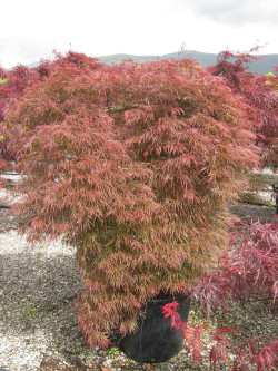 ACER palmatum DISSECTUM GARNET