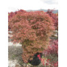 ACER palmatum DISSECTUM GARNET