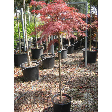 ACER palmatum DISSECTUM GARNET (Érable du Japon) En pot forme tige hauteur du tronc 090-110 cm