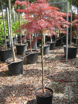 erable-du-japon-a-feuillage-decoupe-rouge-garnet-acer-palmatum-dissectum-garnet-10.jpg