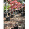 ACER palmatum DISSECTUM GARNET (Érable du Japon) En pot forme tige hauteur du tronc 090-110 cm