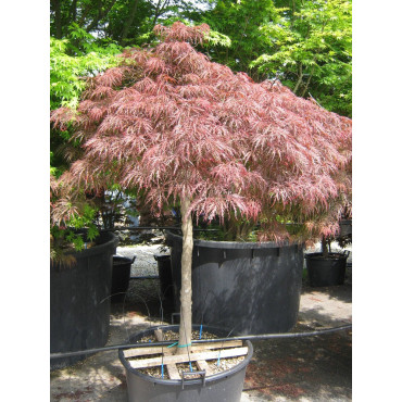 ACER palmatum DISSECTUM GARNET (Érable du Japon) En pot forme tige hauteur du tronc 090-110 cm