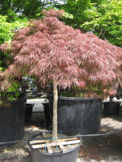 ACER palmatum DISSECTUM GARNET
