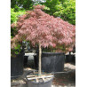 ACER palmatum DISSECTUM GARNET (Érable du Japon) En pot forme tige hauteur du tronc 090-110 cm