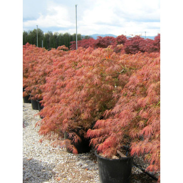 ACER palmatum DISSECTUM GARNET (Érable du Japon) En pot de 35-50 litres