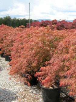 ACER palmatum DISSECTUM GARNET