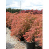 ACER palmatum DISSECTUM GARNET