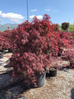 erable-du-japon-a-feuillage-decoupe-pourpre-inaba-shidare-acer-palmatum-dissectum-inaba-shidare-4.jpg