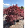 ACER palmatum DISSECTUM INABE SHIDARE (Érable du Japon) En pot de 90-110 litres