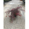 ACER palmatum DISSECTUM INABE SHIDARE (Érable du Japon) En pot de 15-20 litres