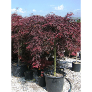 ACER palmatum DISSECTUM INABE SHIDARE