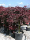 erable-du-japon-a-feuillage-decoupe-pourpre-inaba-shidare-acer-palmatum-dissectum-inaba-shidare-3.jpg