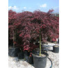 ACER palmatum DISSECTUM INABE SHIDARE (Érable du Japon) En pot de 50-70 litres