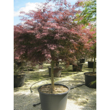 ACER palmatum DISSECTUM INABE SHIDARE En pot de 110-130 litres tige hauteur du tronc 090-110 cm diamètre de la tête 125-150 cm