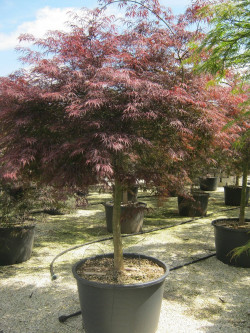 erable-du-japon-a-feuillage-decoupe-pourpre-inaba-shidare-acer-palmatum-dissectum-inaba-shidare-8.jpg