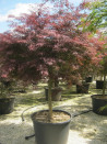 erable-du-japon-a-feuillage-decoupe-pourpre-inaba-shidare-acer-palmatum-dissectum-inaba-shidare-8.jpg