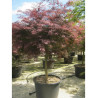ACER palmatum DISSECTUM INABE SHIDARE En pot de 110-130 litres tige hauteur du tronc 090-110 cm diamètre de la tête 125-150 cm