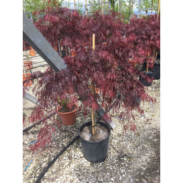 ACER palmatum DISSECTUM INABE SHIDARE En pot de 25-30 litres buisson hauteur 080-100 cm
