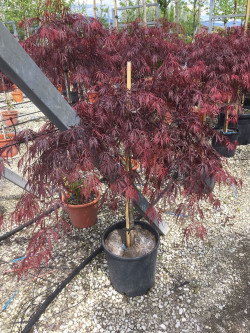 ACER palmatum DISSECTUM INABE SHIDARE En pot de 25-30 litres buisson hauteur 080-100 cm