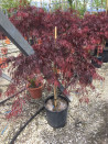 erable-du-japon-a-feuillage-decoupe-pourpre-inaba-shidare-acer-palmatum-dissectum-inaba-shidare-7.jpg