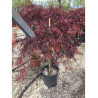 ACER palmatum DISSECTUM INABE SHIDARE (Érable du Japon) En pot de 15-20 litres