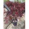 ACER palmatum DISSECTUM INABE SHIDARE En pot de 25-30 litres buisson hauteur 080-100 cm